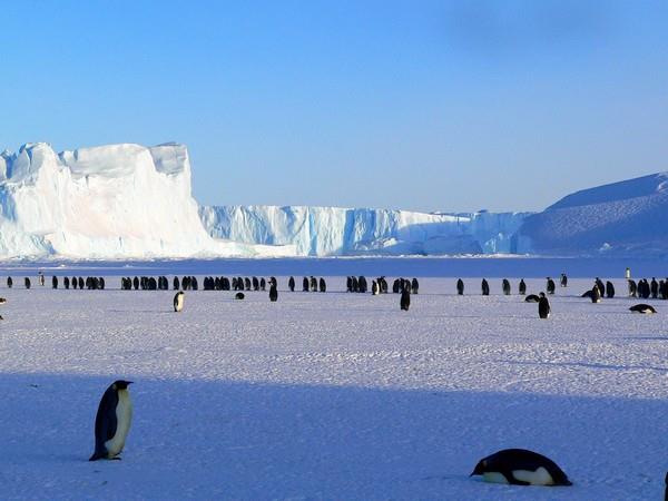 Warming Antarctic risks diet of Emperor Penguins